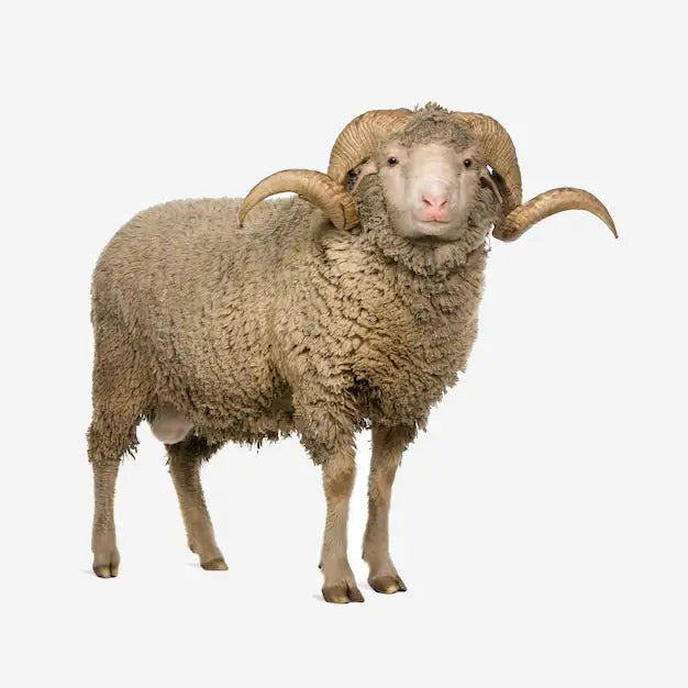 Dekbed Merino wol