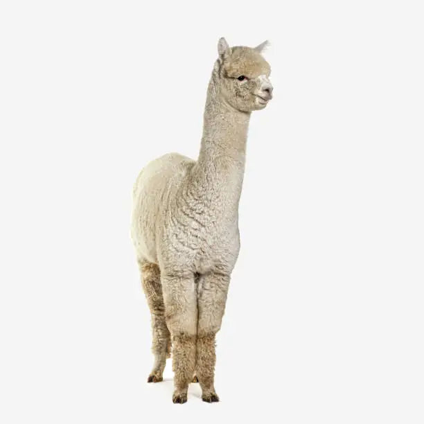Dekbed Alpaca